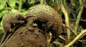 baby-pangolin-riding-mothers-tail