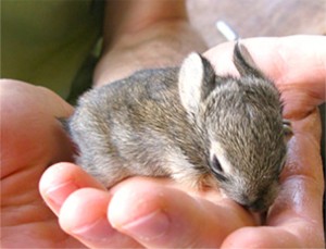 holding-a-baby-bunny_1024