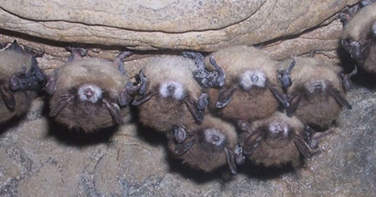 Bats with White-Nose Fungus
