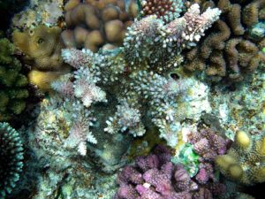 Coral_reefs_papua