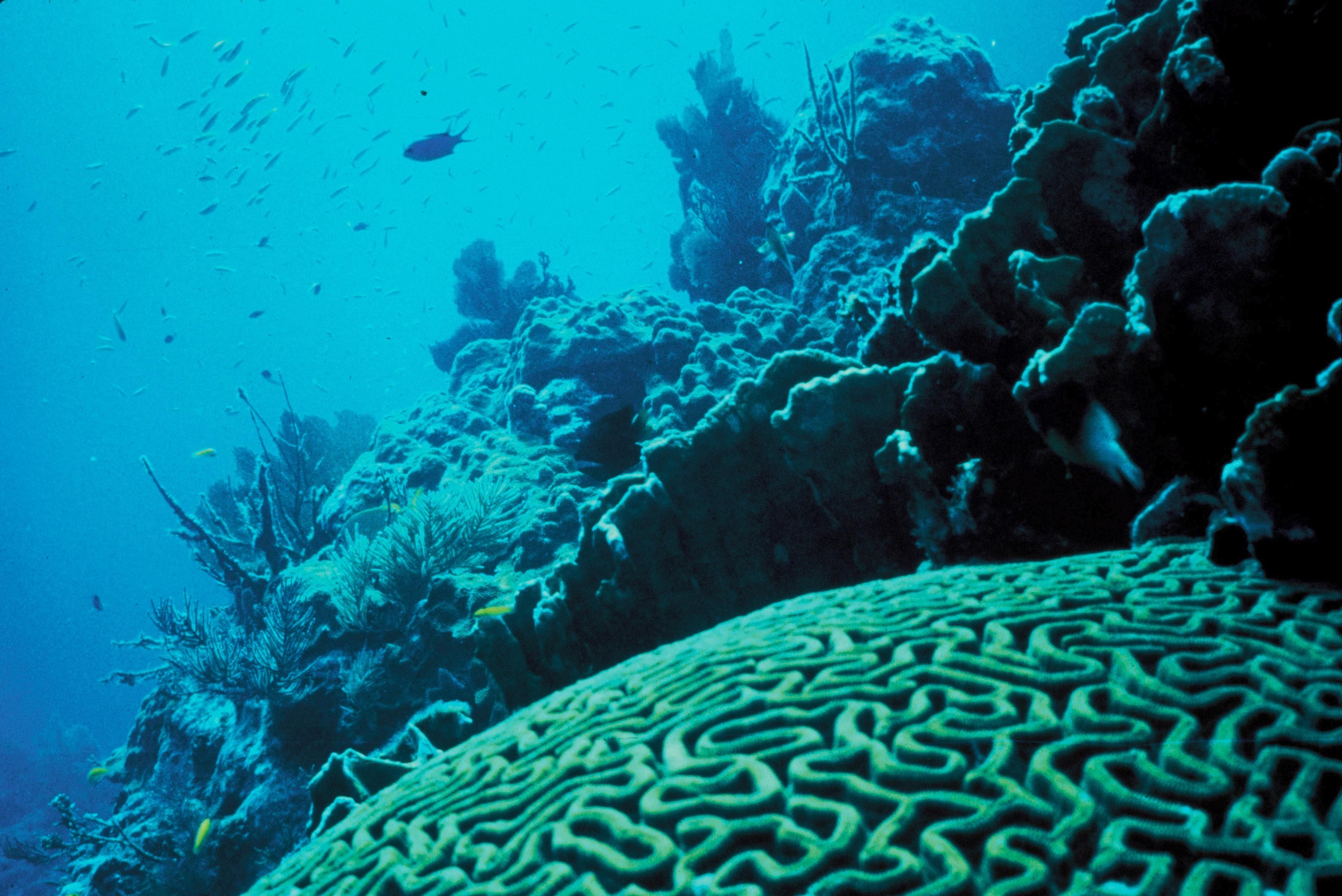 Coral_underwater-photo-of-coral-reef
