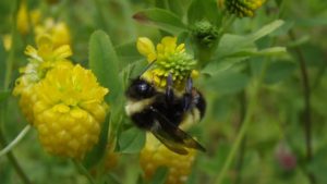 Yellow-Banded Bumble Bee